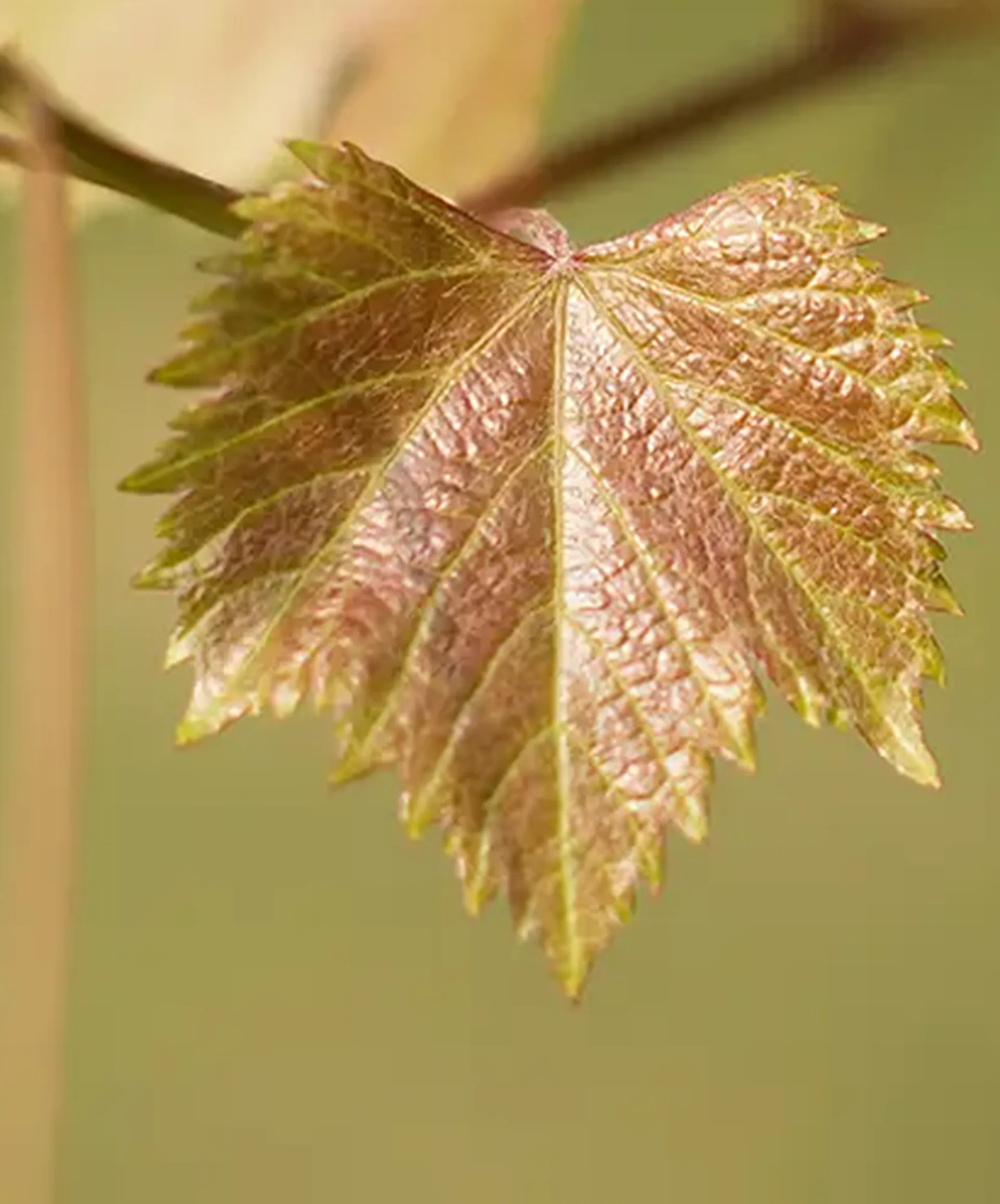 Hoja de vid