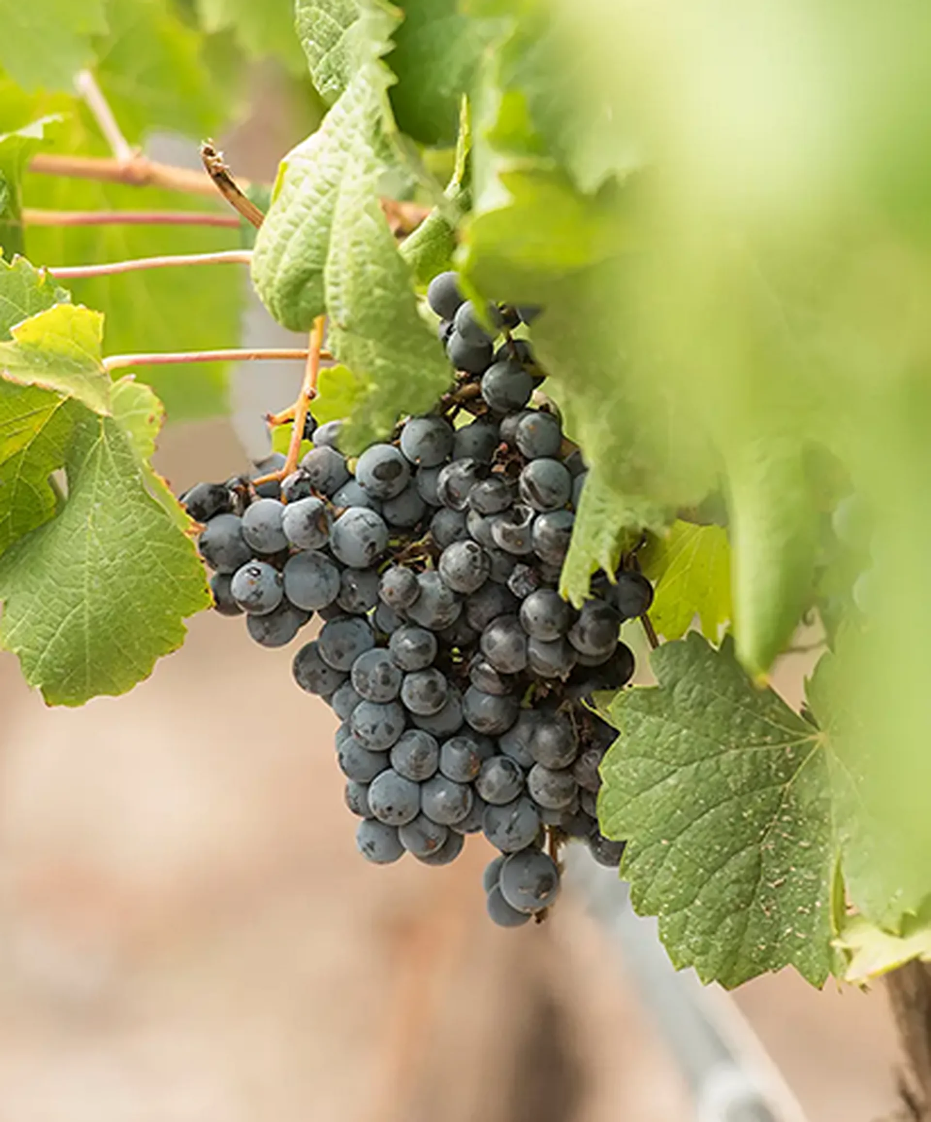 Uvas Malbec